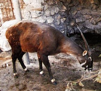 Saola