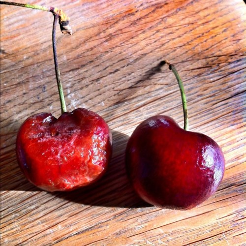 cherry-picking-körsbärsplockning