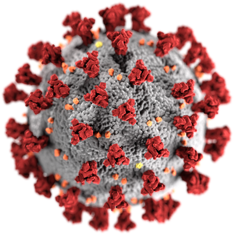 SARS-CoV-2 virus (modell)