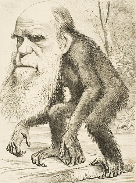 Nidbild Darwin